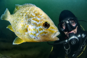 diver and pumpkinseed by Mathieu Foulquié 